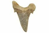 Serrated Sokolovi (Auriculatus) Shark Tooth - Dakhla, Morocco #321861-1